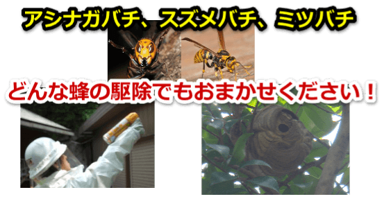 蜂の巣を駆除する方法 スズメバチ編